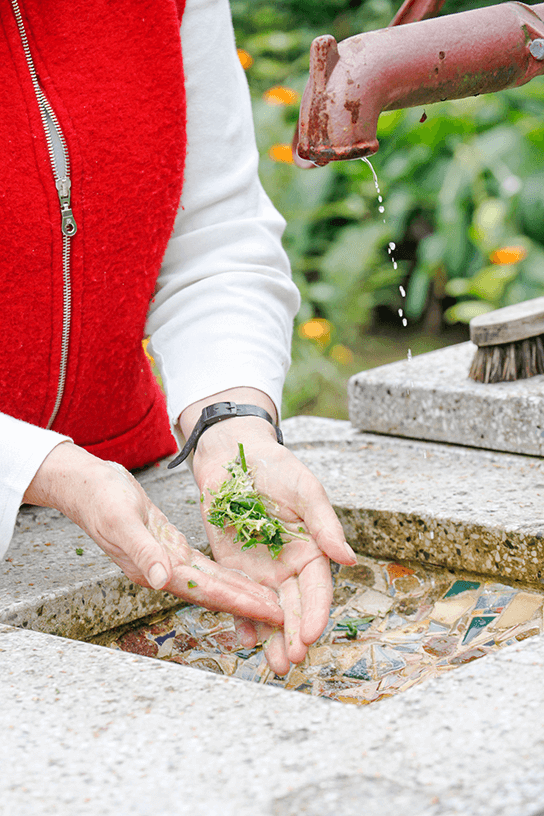 Medicinale tuin, kruiden wassen